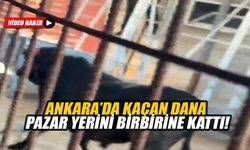 Ankara’da kaçan dana pazar yerini birbirine kattı