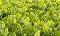 2026 yaş çay alım fiyatı açıklandı