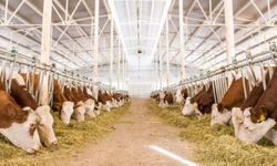 Devletten hayvancılık için büyük hamle! 108 bin besilik hayvan desteği geliyor