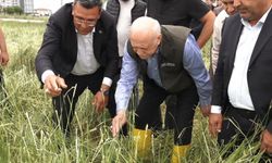 TZOB Başkanı Bayraktar’dan afet tespiti: Kahramankazan'daki dolu tarımı felç etti!