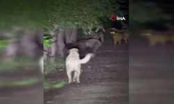 Ankara’da şaşırtan görüntüler: Sokak köpekleri ile ayılar kavga etti!