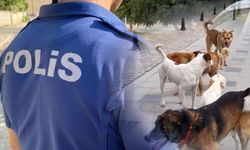 Ankara Emniyetinden NATO Zirvesi öncesi belediyelere sokak köpekleri talimatı!