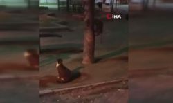 Ankara’da safari! Fare, kedileri kovaladı: İlginç anlar kamerada!