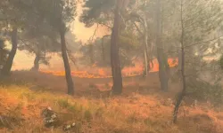 4 ilde yangınlar kontrol altına alındı, Aydın'da mücadele sürüyor