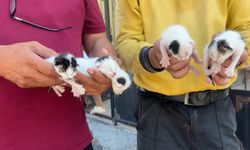 Vicdanınız nereye gitti? Çöpteki ağzı bağlı poşetten 4 yavru kedi çıktı!