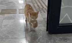 Anne kedi iki yavrusuyla Sosyal Yardımlaşma Vakfı'na sığındı!