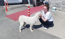 Mahsur kalan köpeğin acı sesini sadece o duydu! Köpek kurtarılınca gözyaşlarına boğuldu