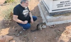 "Nankör" dediler, o ise vefanın simgesi oldu! Sahibini kaybeden kedi, aylardır sahibinin mezarından ayrılmıyor