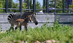 Doğal Yaşam Parkı'ndaki minik zebra ilgi odağı oldu: İsmini Ankaralılar belirleyecek!