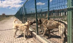 Gazeteciler Sivas’ta Kangal köpeklerinin izini sürdü