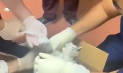Sağlık çalışanları bu kez bir sokak kedisinin imdadına yetişti
