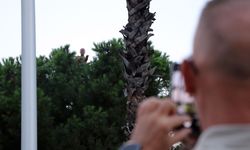 Bunalıma girip çam ağacının tepesine çıktı, ekipleri alarma geçirdi: Sıcaktan bunalınca suyla ikna edildi
