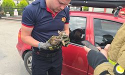 Otomobilin motoruna giren yavru kediyi anne kedi sesi kurtardı