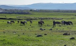 Ardahan’da kuduz alarmı! Bölge karantinaya alındı