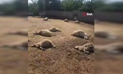 Ankara’da kurt sürüsü köy meydanına indi! 15 koyun telef oldu