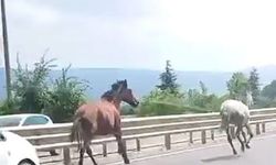 İşte gerçek beygir gücü! İki at trafikte araçlarla adeta yarıştı