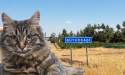 Kedinin ısırdığı 4 yaşındaki çocuk entübe edildi!