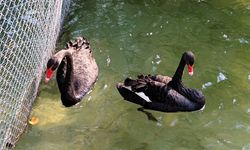 Kuğulupark’ın zarif su kuşları kuğular