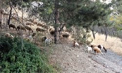 Mamak’ta şehir hayatının ortasında küçükbaş sürüsü renkli görüntüler oluşturdu