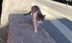 Yaz sıcaklarında sokak hayvanlarını unutmayın