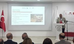Ankara’nın simge değeri için ortak akıl toplantısı: Tiftik üretiminin geleceği konuşuldu
