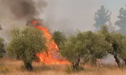 Adana ve Antalya’da alevlerle mücadele: 294 ev tahliye edildi