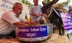 "Eşek hoşaftan ne anlar?" önyargısını yıkmak için bakın ne yaptılar