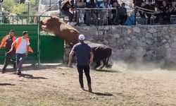 Rakibinden kaçan 600 kiloluk boğa, yaptığı hareketle herkesi şaşkına çevirdi