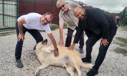 Yenimahalle Rotary Kulübü'nden can dostlara anlamlı destek