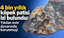 4 bin yıllık köpek patisi izi bulundu: Yıkılan evin duvarında korunmuş!