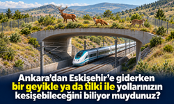Ankara’dan Eskişehir’e giderken bir geyikle ya da tilki ile yollarınızın kesişebileceğini biliyor muydunuz?