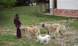 Konsolosluk hayalinden vazgeçti! Köpek sevgisini işe dönüştürdü