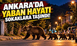 Ankara'da yaban hayatı sokaklara taşındı! Vatandaşlar gördüklerine inanamadı