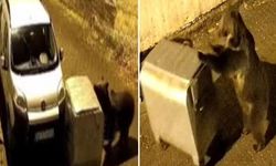 Ankara’da yerleşim yerine inen ayı ortalığı karıştırdı