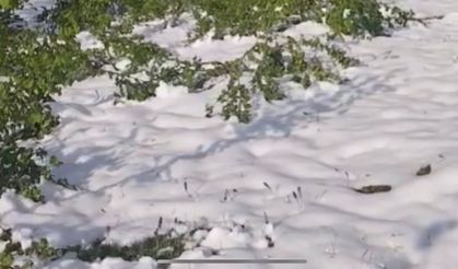 Zirai donun ardından bahçesini videoya çekip fındığına ‘Sela’ okudu