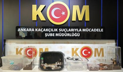 Ankara merkezli 5 ilde egzotik hayvan operasyonu: Çok sayıda yasaklı hayvan ele geçirildi!