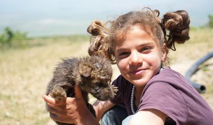 Muş'ta iki çoban kardeş, annesiz kurt yavrularını ölümden kurtardı