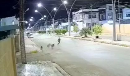 Kelime-i Şehadet getiren çocuk köpek saldırısından böyle kurtuldu!