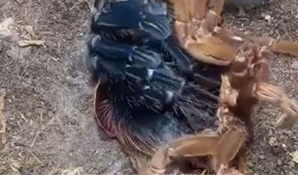 Tarantulanın deri değiştirme videosu viral oldu