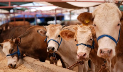Kurban Bayramı öncesi tehlikeli tuzak: Dolandırıcılar bu yöntemle ağa düşürüyor