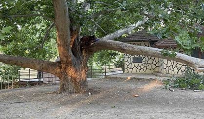 Konya Ereğli’de piknik faciası: Üzerine ağaç devrilen 11 kişi yaralandı