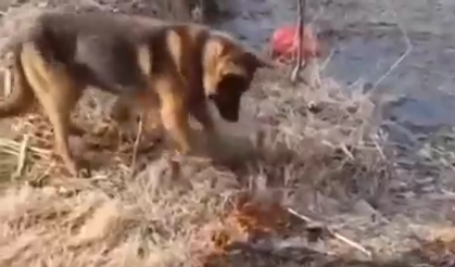 Yangını söndürmeye çalışan köpek sosyal medyada viral oldu: İşte o anlar...