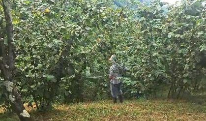 Trabzon'da "Drakula" kabusu: Fındık bahçelerini kurutuyor!
