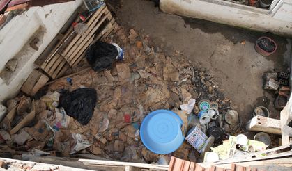 Kedi büyüklüğünde fareler mahallelinin kâbusu oldu!