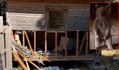 Uludağ’da ayılar barakaları bastı! Ortalık savaş alanına döndü