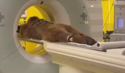Yediği meyve dokunmuş... 300 kiloluk boz ayıya böyle MR çektiler