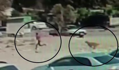 Hatay’da başıboş köpekler korku saçtı: Küçük çocuğa saldırı kamerada