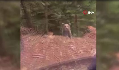 Ayıyla karşılaşan vatandaştan gülümseten sohbet!