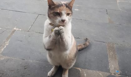 Evden kilometrelerce uzaklaşsalar bile geri dönebiliyorlar! Kedilerin sıra dışı yön bulma yöntemleri