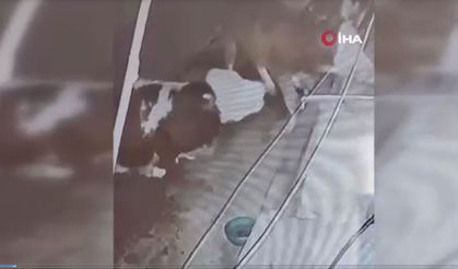 Yıldırım çiftliğe düştü, 3 inek bir anda yere yığıldı!